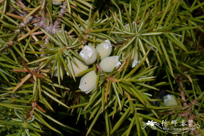 杜松 Juniperus rigida