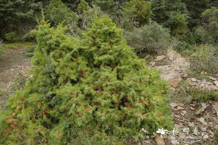 杜松 Juniperus rigida