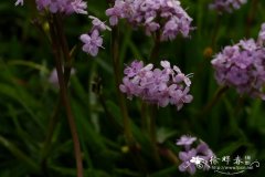 甘松Nardostachys jatamansi