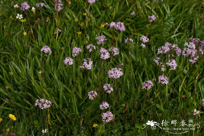 甘松Nardostachys jatamansi