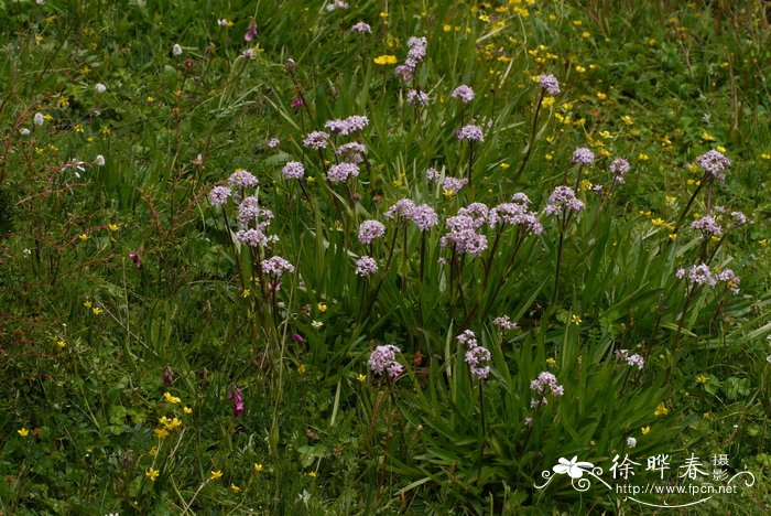 甘松Nardostachys jatamansi