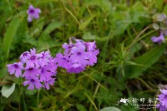 糙毛报春Primula blinii