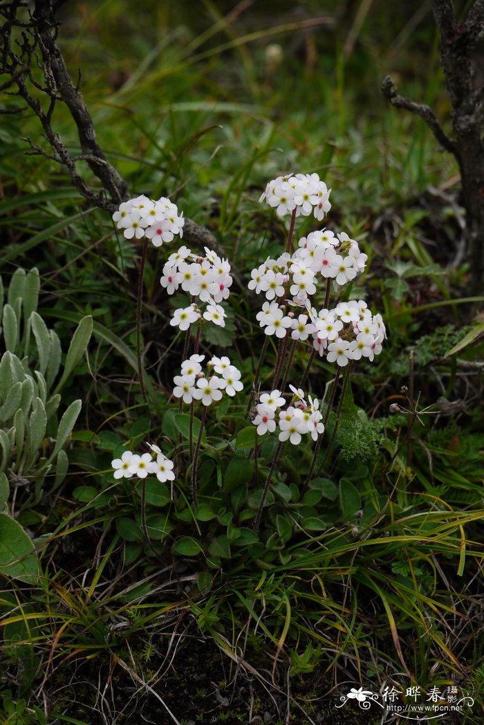 绵毛点地梅Androsace lanuginosa