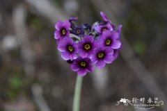 暗紫脆蒴报春Primula calderiana