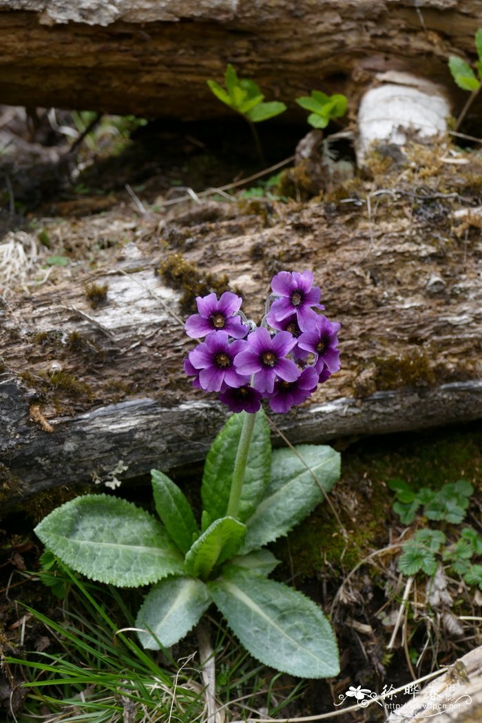 暗紫脆蒴报春Primula calderiana