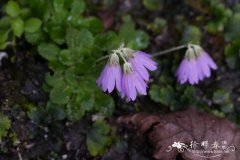 俯垂粉报春 Primula nutantiflora