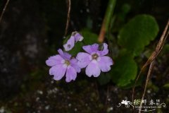 卵叶报春Primula ovalifolia