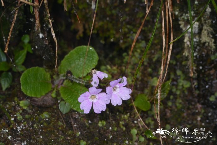 卵叶报春Primula ovalifolia