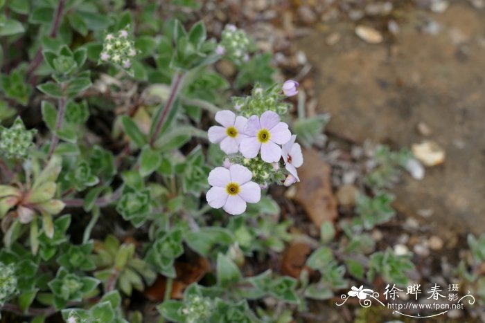 绵毛点地梅Androsace lanuginosa