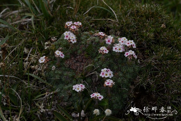 高原点地梅Androsace zambalensis