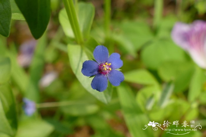 蓝花琉璃繁缕Anagallis arvensis f. coerulea