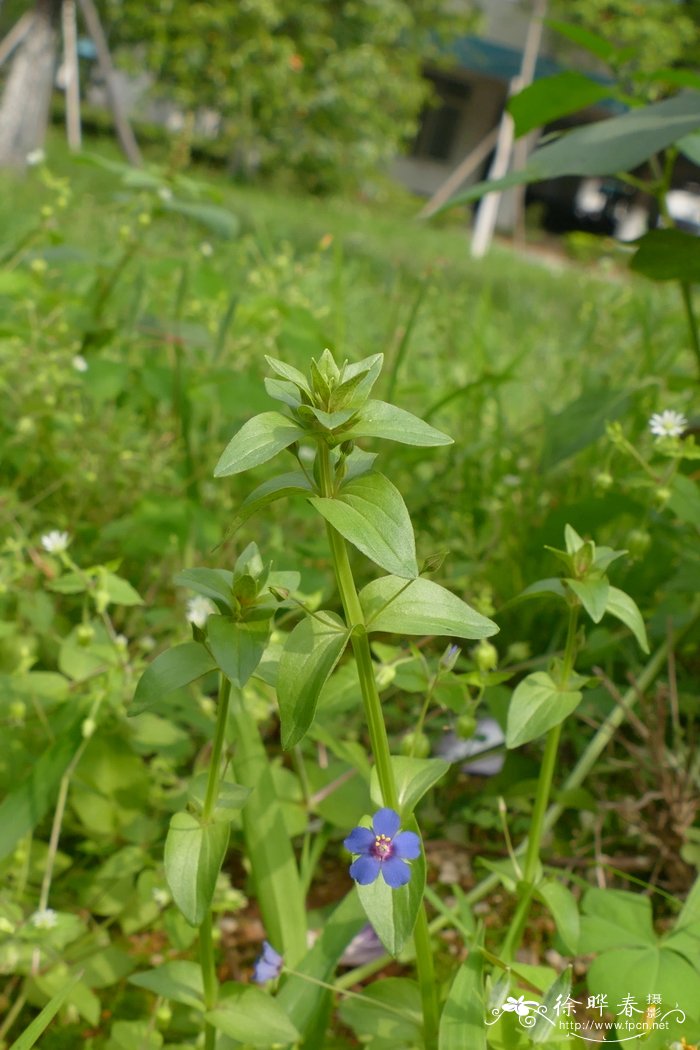 蓝花琉璃繁缕Anagallis arvensis f. coerulea