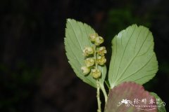 革叶茶藨子Ribes davidii