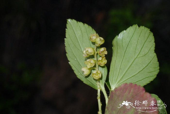 革叶茶藨子Ribes davidii