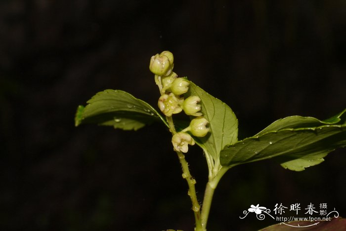 革叶茶藨子Ribes davidii