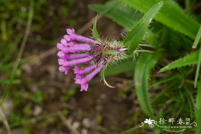 大花刺参Morina nepalensis var. delavayi