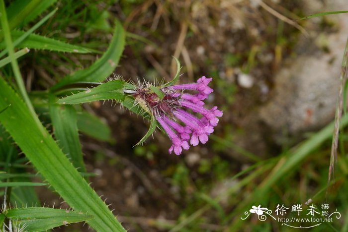 大花刺参Morina nepalensis var. delavayi