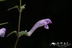 南粤黄芩Scutellaria wongkei