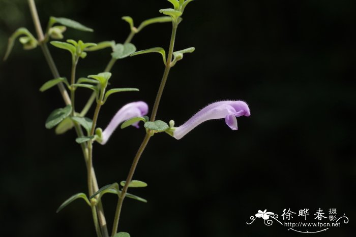 南粤黄芩Scutellaria wongkei