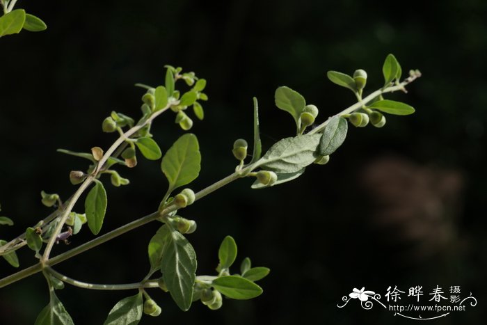 南粤黄芩Scutellaria wongkei