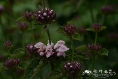 糙苏Phlomis umbrosa