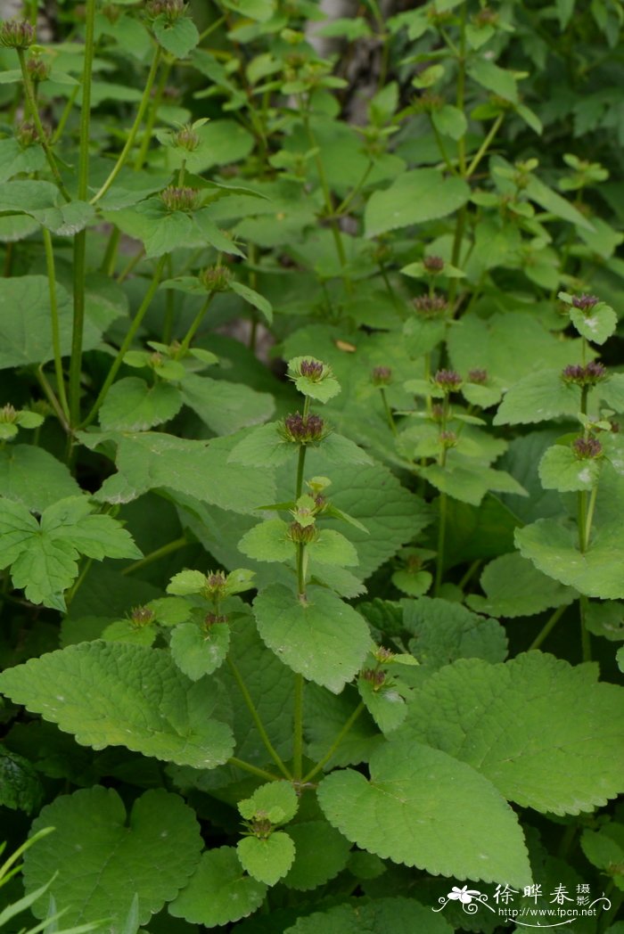 糙苏Phlomis umbrosa