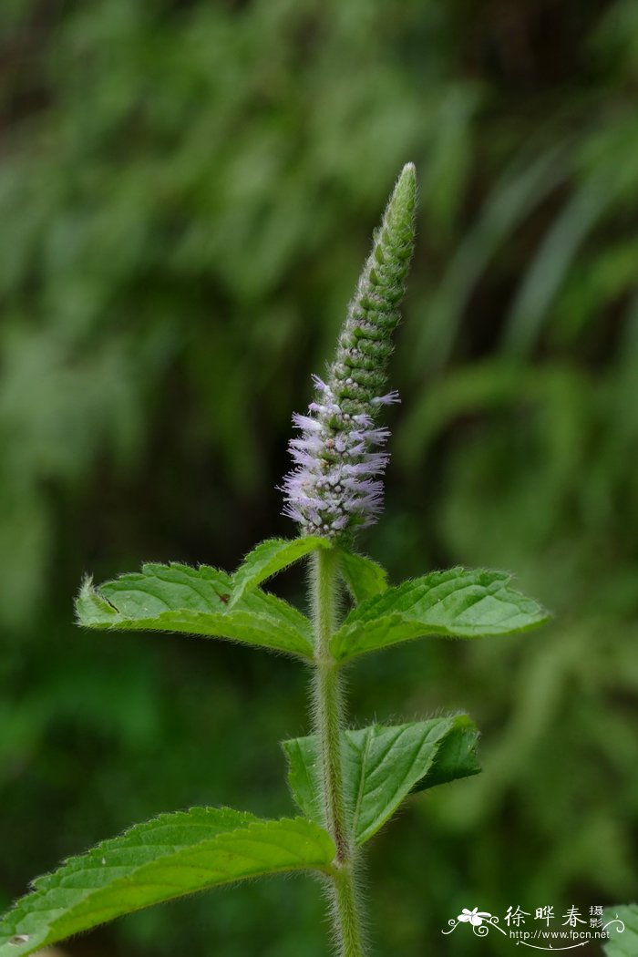 水珍珠菜Pogostemon auricularius