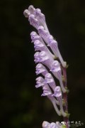 偏花黄芩Scutellaria tayloriana