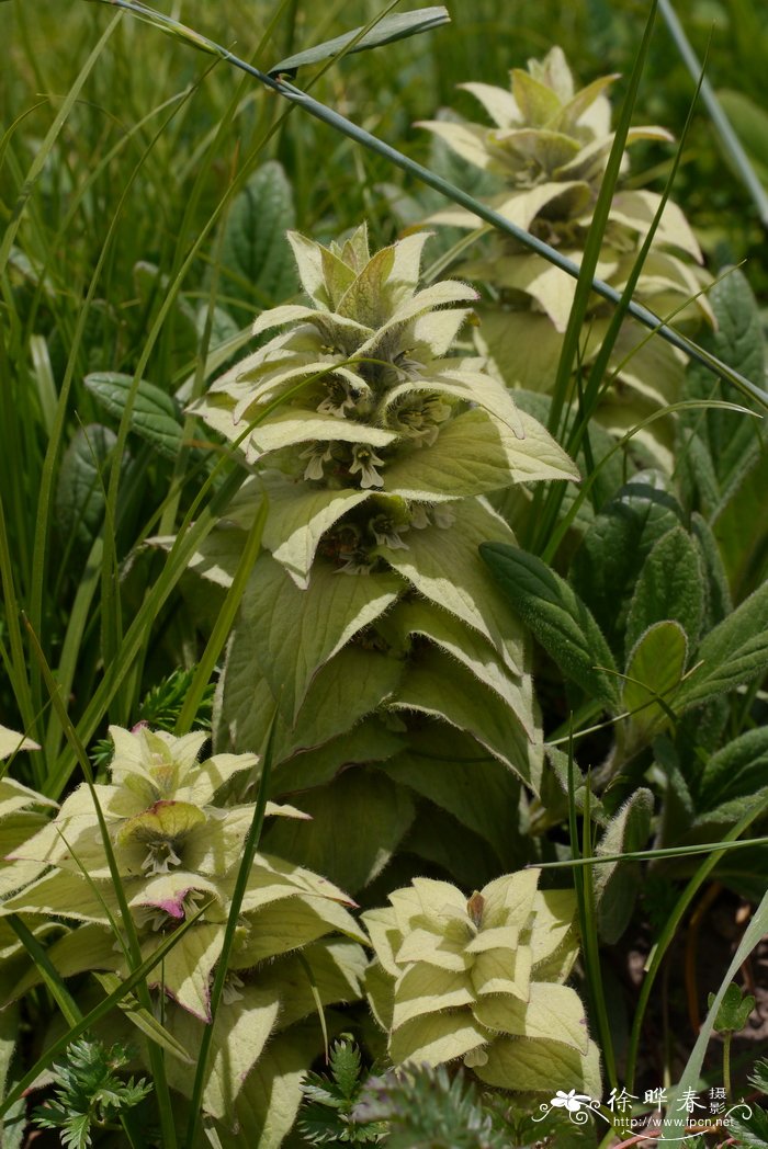 白苞筋骨草Ajuga lupulina