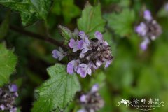 紫背金盘Ajuga nipponensis