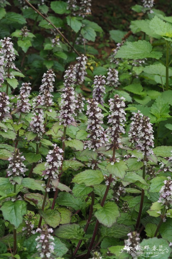 紫背金盘Ajuga nipponensis