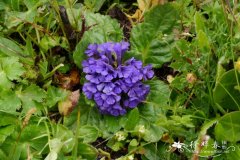 美花筋骨草Ajuga ovalifolia var. calantha