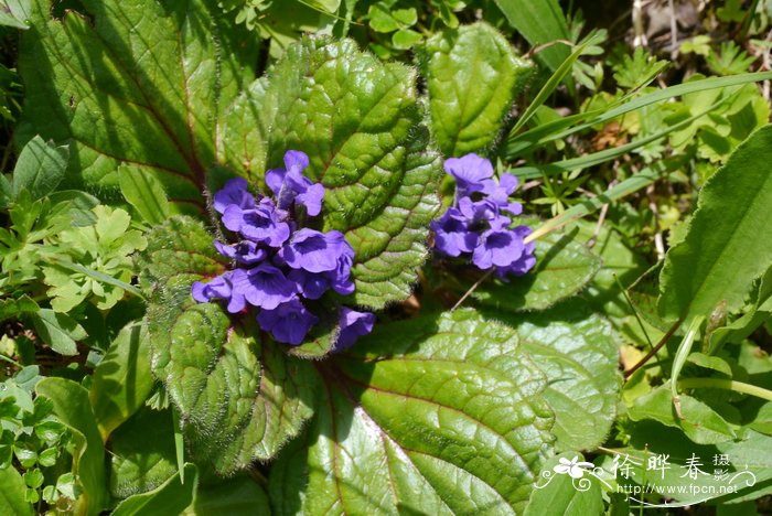 美花筋骨草Ajuga ovalifolia var. calantha