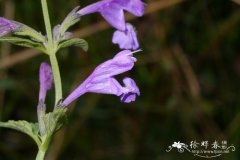 大花荆芥Nepeta sibirica