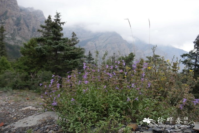 大花荆芥Nepeta sibirica