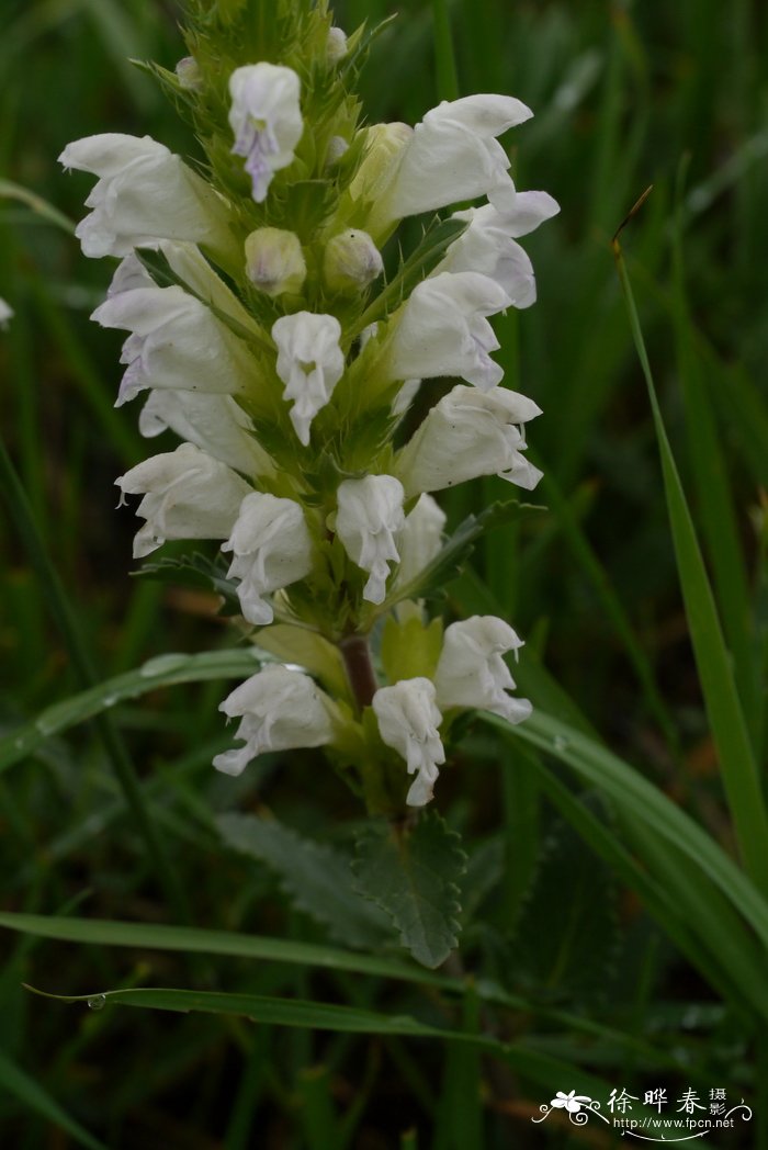 白花枝子花Dracocephalum heterophyllum