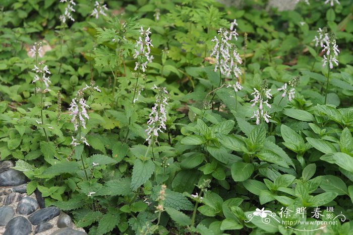 草石蚕 Stachys affinis