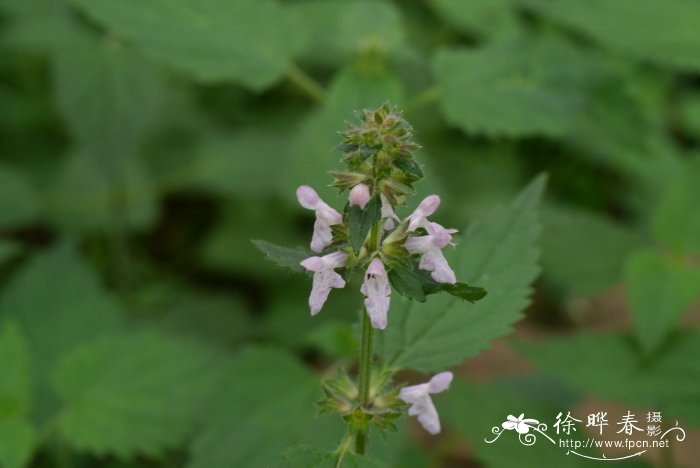 甘露子Stachys sieboldii