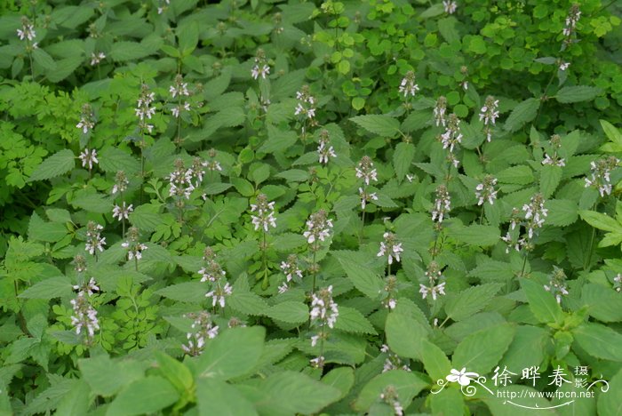 甘露子Stachys sieboldii