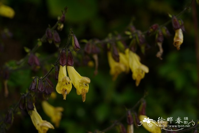 犬形鼠尾草 Salvia cynica