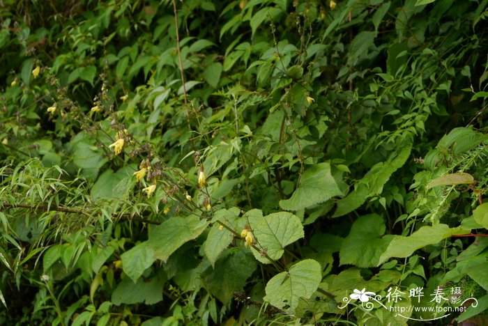 犬形鼠尾草 Salvia cynica