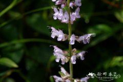 鼠尾草Salvia japonica