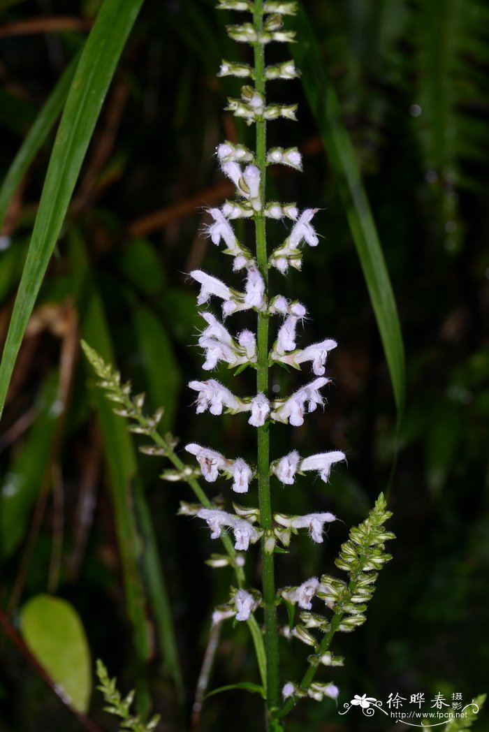 鼠尾草Salvia japonica