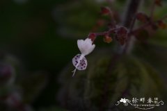 线纹香茶菜Isodon lophanthoides