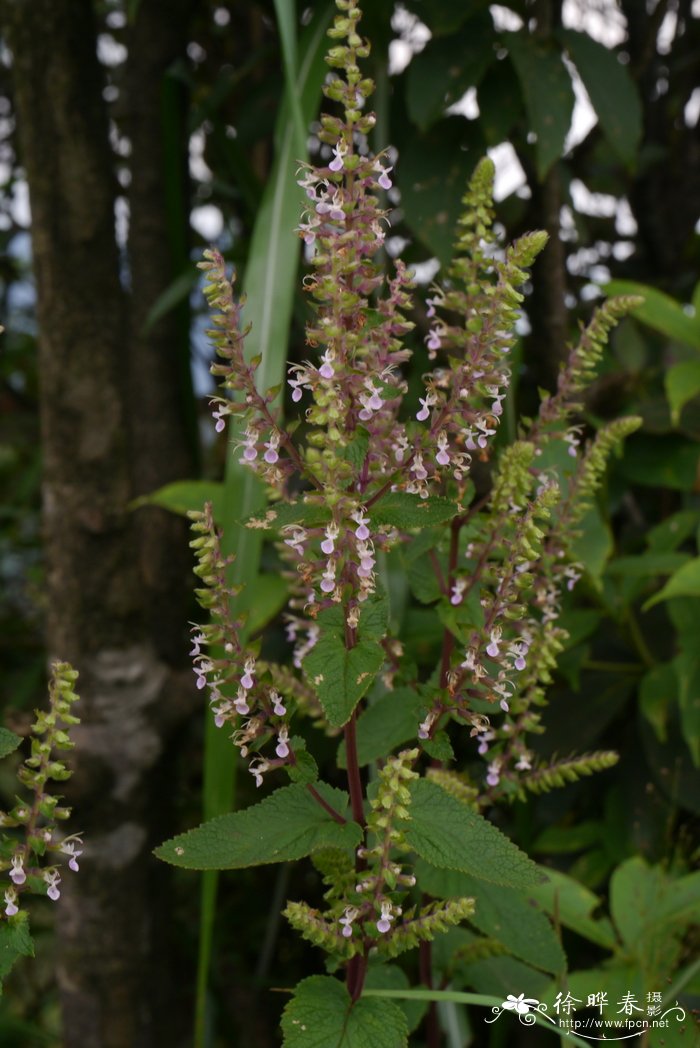 铁轴草Teucrium quadrifarium