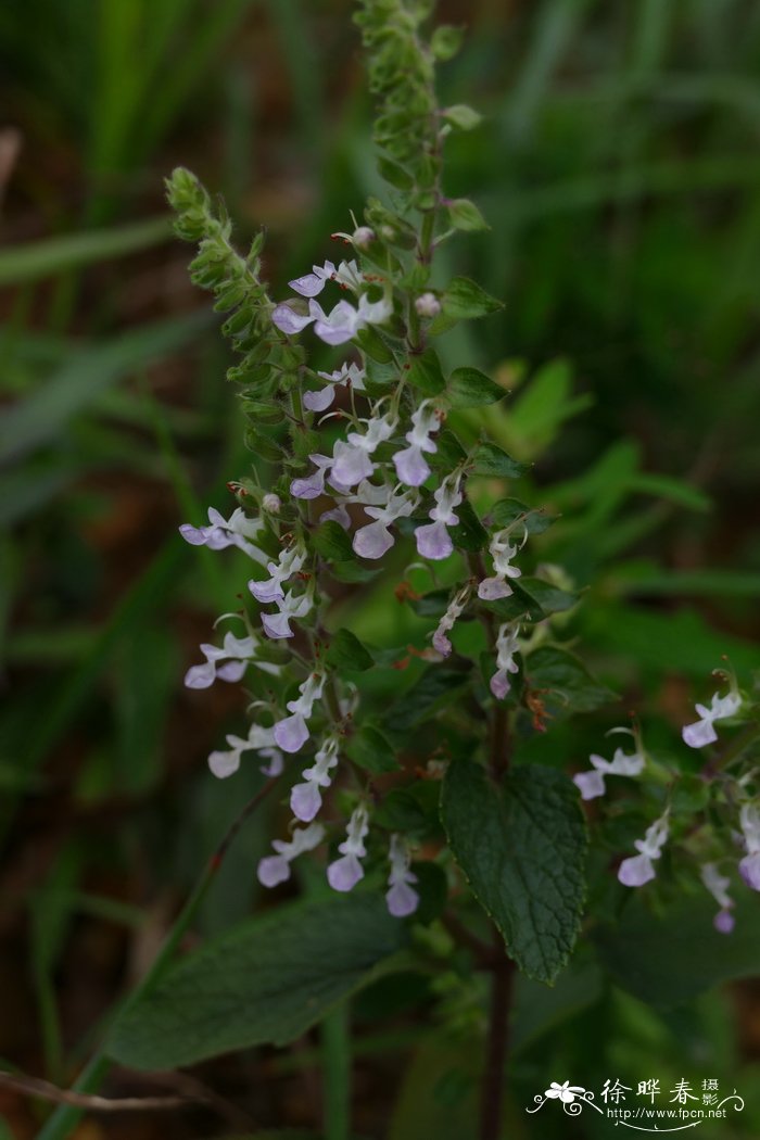 铁轴草Teucrium quadrifarium