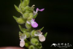 血见愁、山霍香Teucrium viscidum