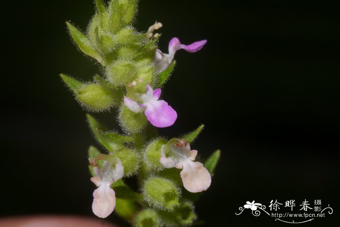 血见愁、山霍香Teucrium viscidum