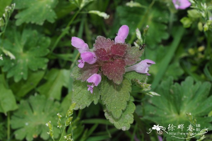 大苞野芝麻Lamium purpureum