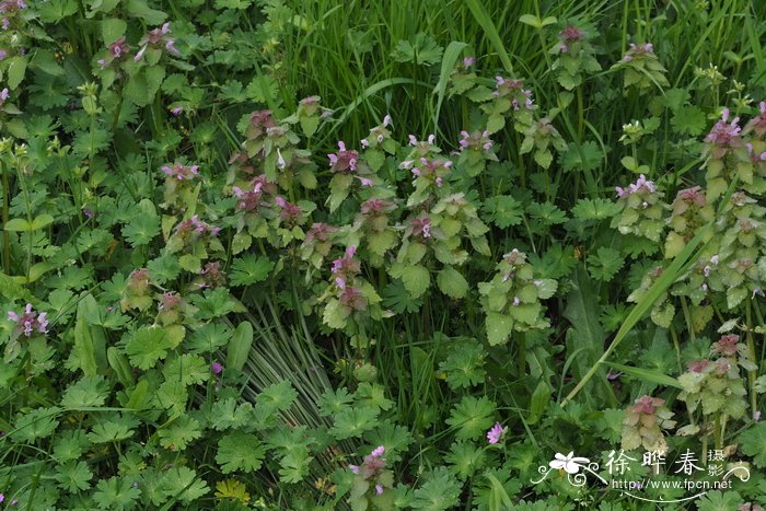 大苞野芝麻Lamium purpureum